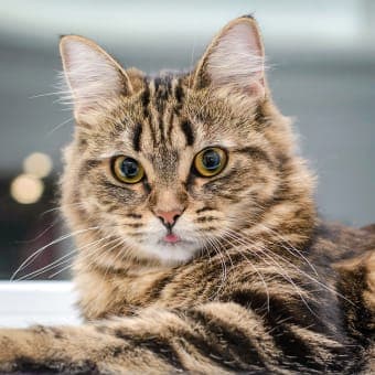 A Cat's purr can heal bones.