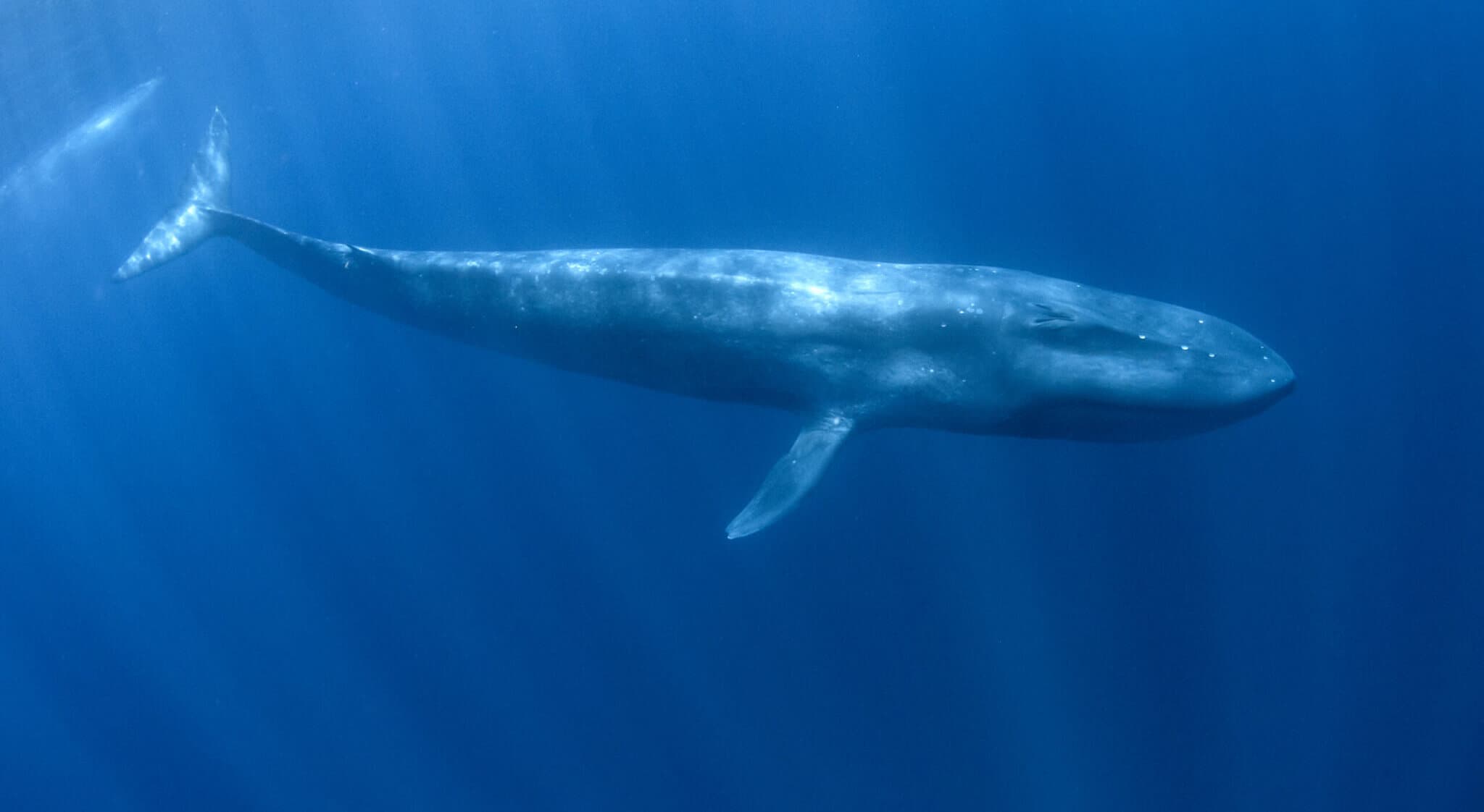 Pygmy Blue Whale from Timor Leste