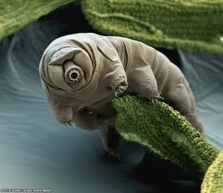 Tardigrades