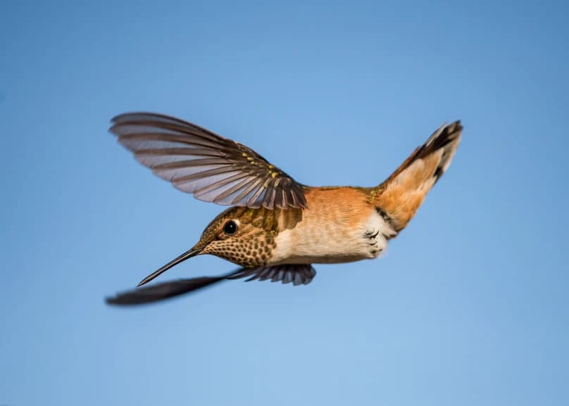 Rufous Hummingbird. Photo: Jim Nelson/Audubon Photography Awards
