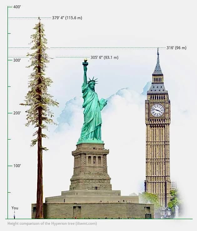 Height Comparison of the Hyperion Tree