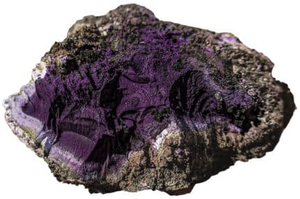 Tyrian Purple by Anna Giecco