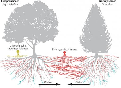 Mycorrhizal Network Illustration